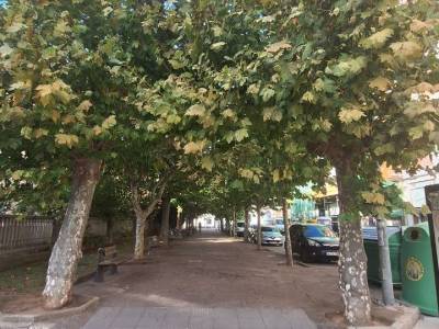 Rechazamos la tala indiscriminada de casi un centenar de árboles en Laredo