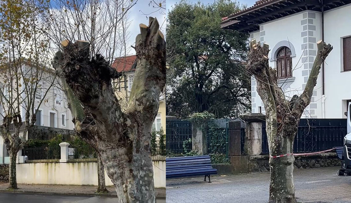 Podas agresivas Santander