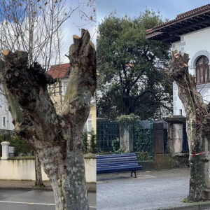 Podas agresivas Santander