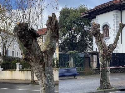 Denunciamos podas agresivas y perjudiciales para el arbolado en la Avenida de Los Infantes de Santander