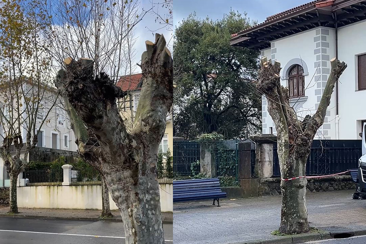 Podas agresivas Santander