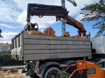Denunciamos la tala de arbolado del centro de Somo, ubicado cerca de una parcela donde van a construir una urbanización